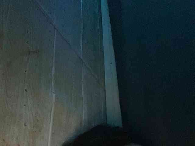 Rainie webcam