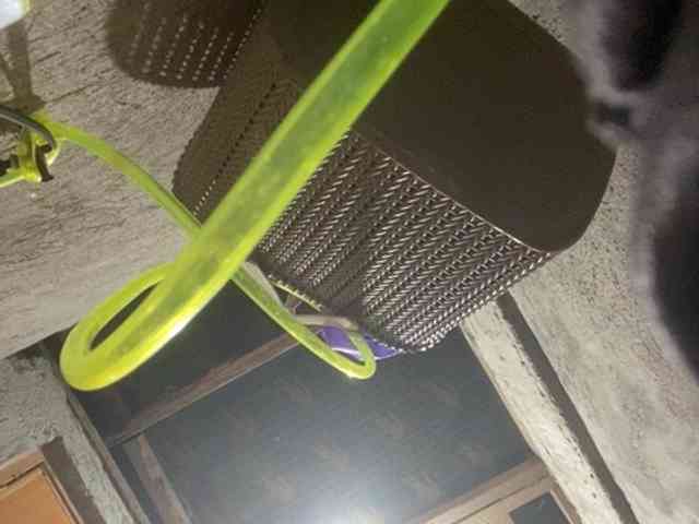 MoonFlowers webcam