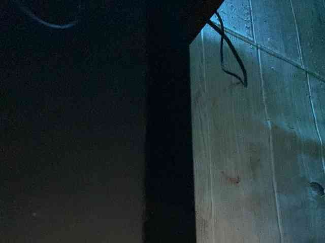 Rainie webcam