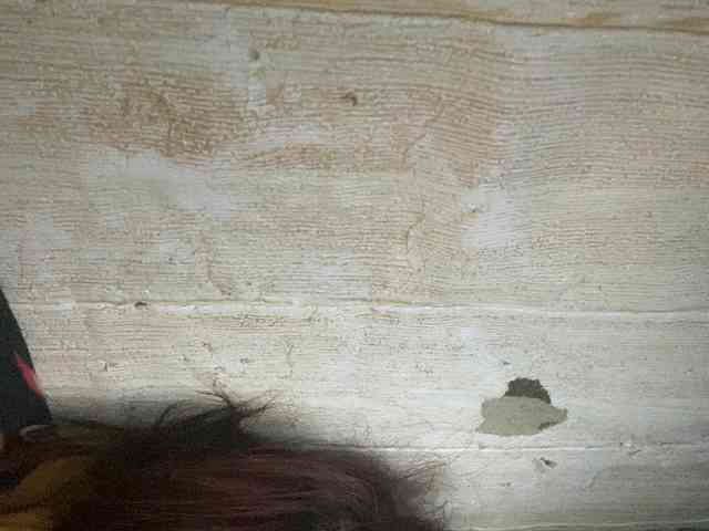 Rainie webcam