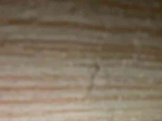 Rainie webcam