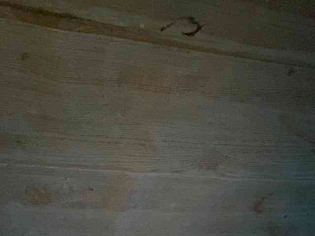 Rainie webcam