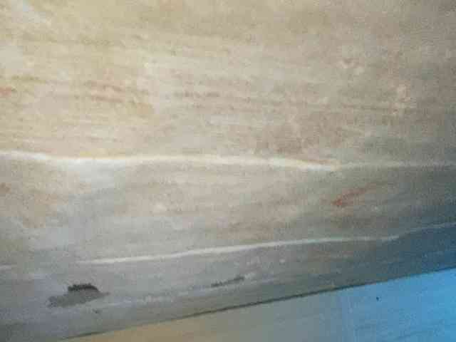 Rainie webcam