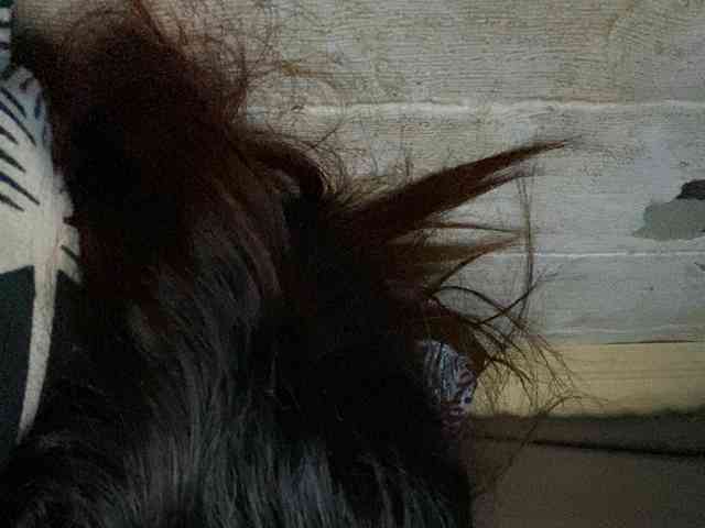 Rainie webcam