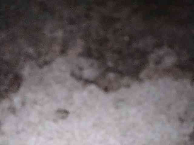 Rainie webcam