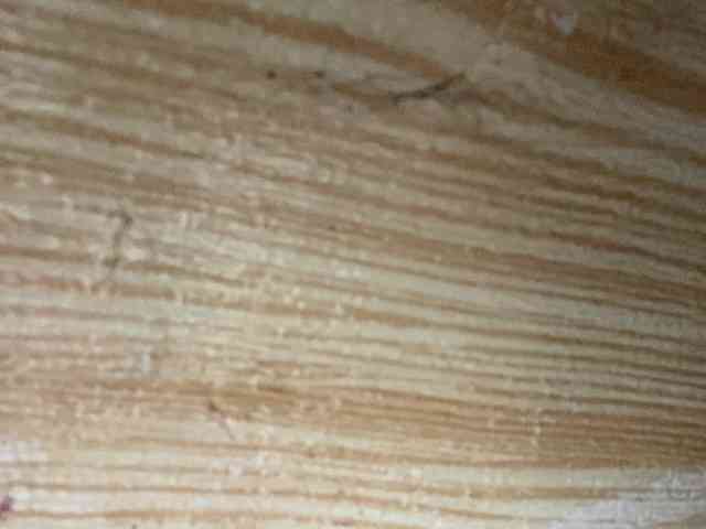 Rainie webcam