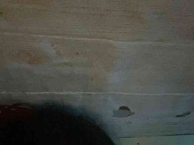 Rainie webcam