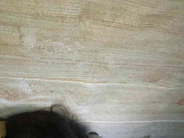 Rainie webcam