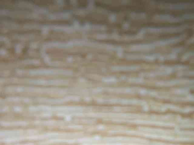 Rainie webcam