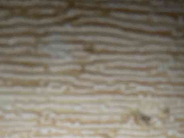 Rainie webcam