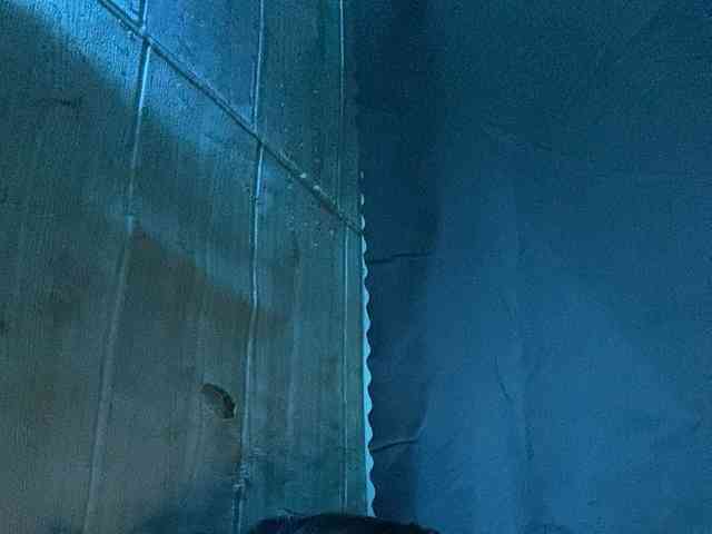 Rainie webcam