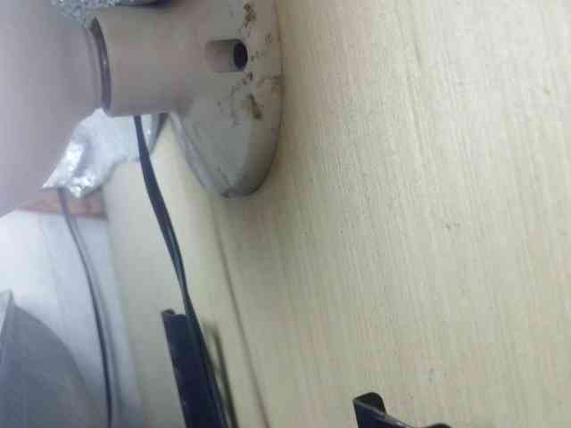 Rainie webcam