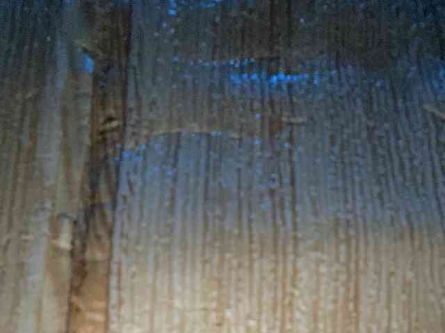 Rainie webcam