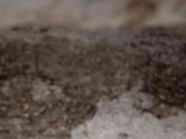 Rainie webcam