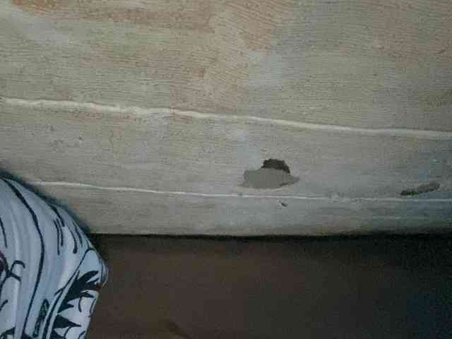 Rainie webcam