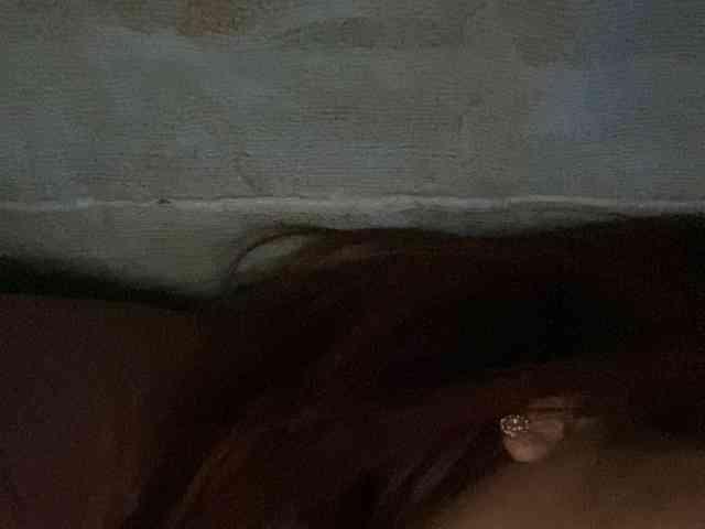 Rainie