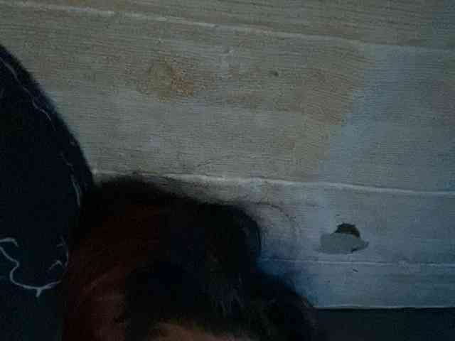 Rainie webcam