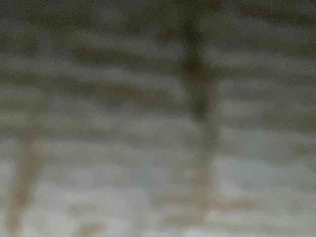 Rainie webcam
