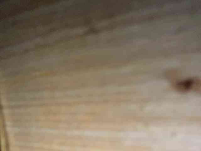 Rainie webcam