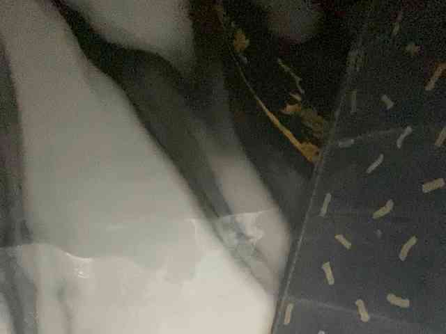 Rainie webcam