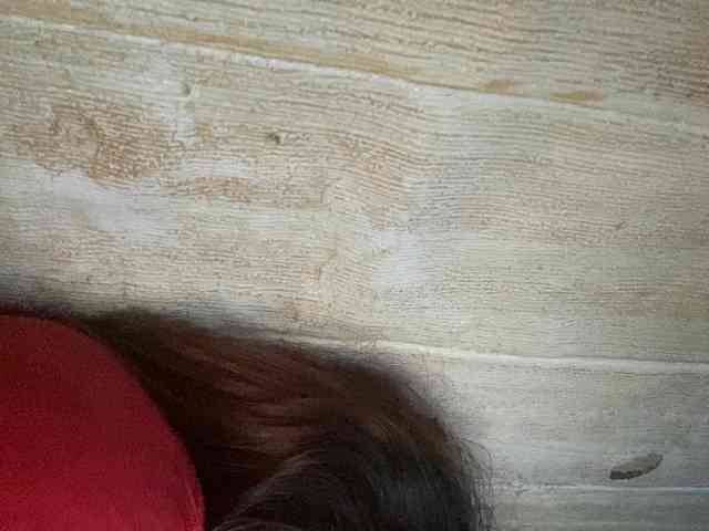 Rainie webcam