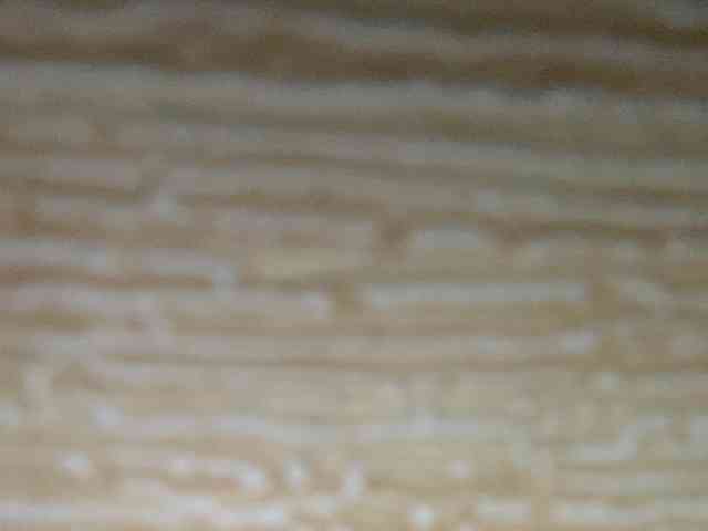Rainie webcam