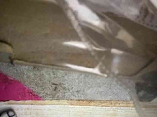 Rainie webcam