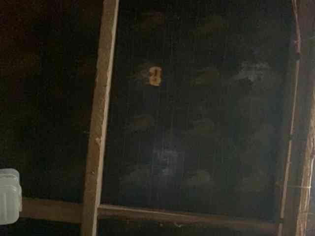 Rainie webcam