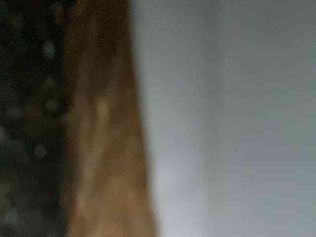 Rainie webcam
