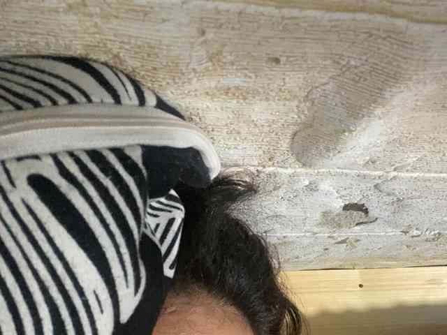 Rainie