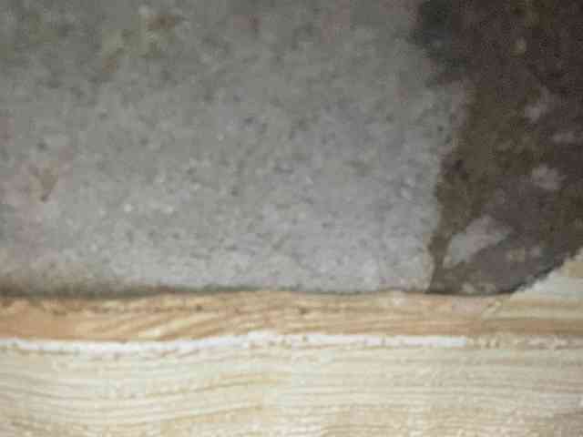Rainie webcam