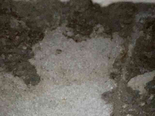 Rainie webcam
