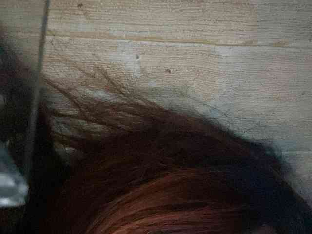 Rainie webcam