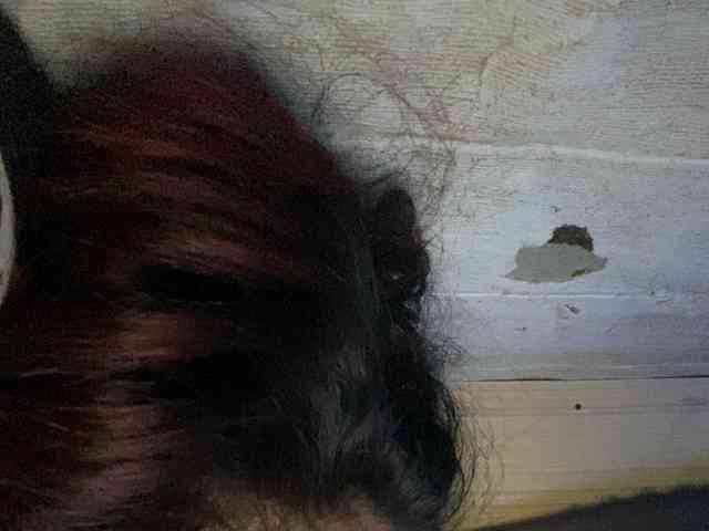 Rainie webcam