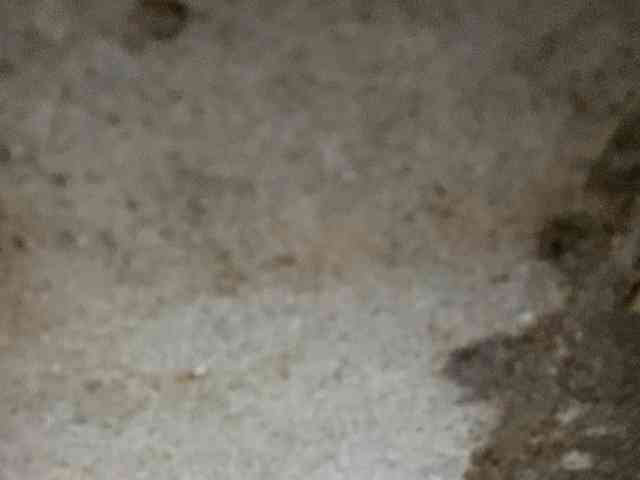 Rainie webcam