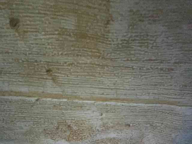 Rainie webcam
