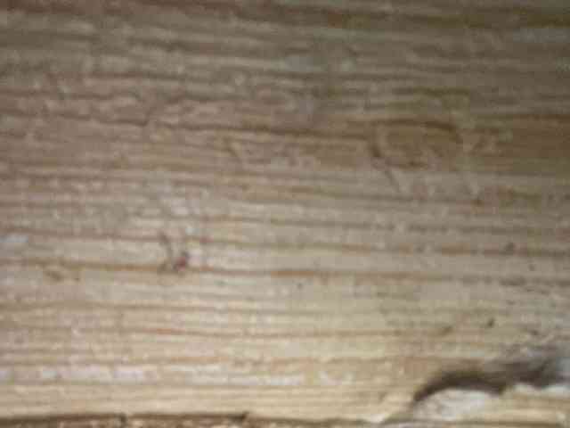 Rainie webcam