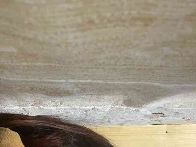 Rainie webcam