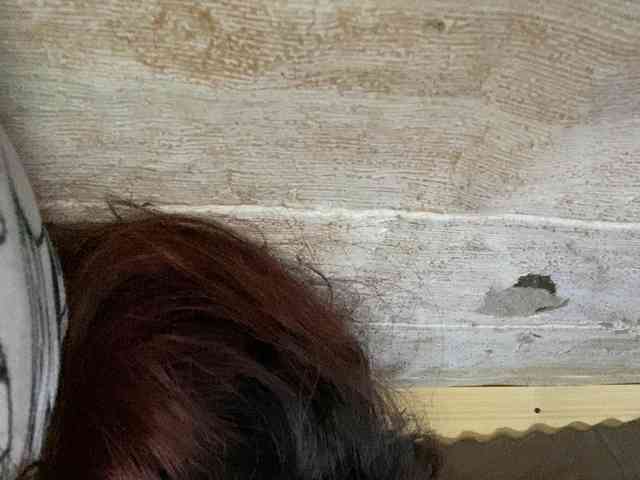 Rainie webcam