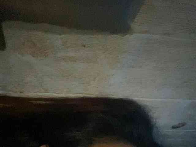 Rainie webcam