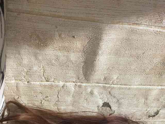 Rainie webcam