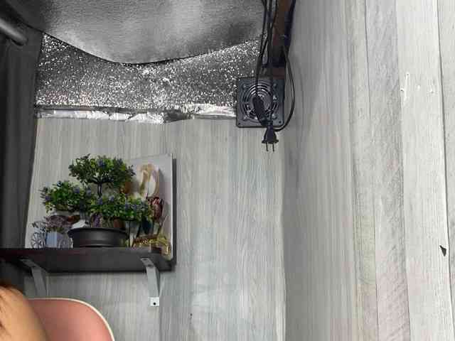 Rainie webcam