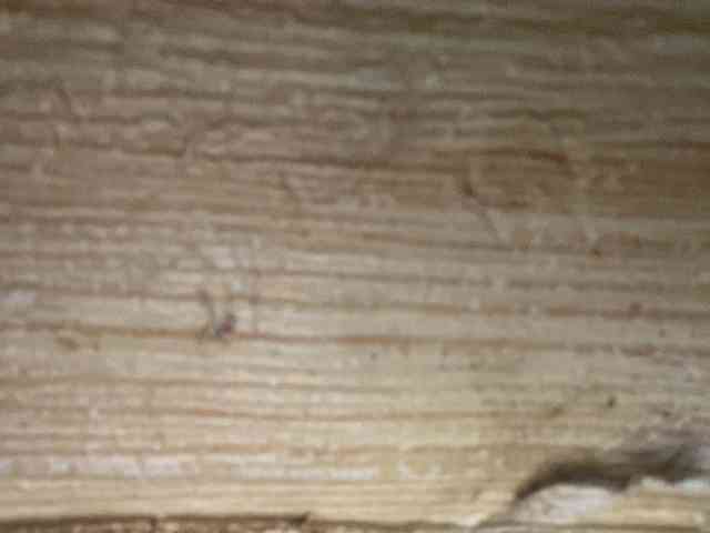 Rainie webcam