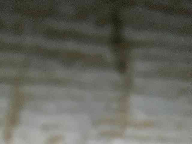 Rainie webcam
