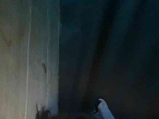 Rainie webcam