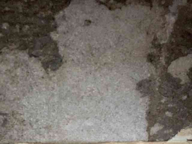 Rainie webcam