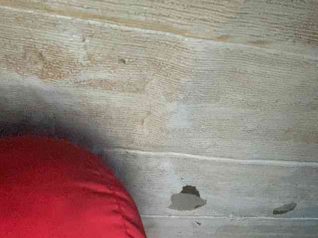 Rainie webcam