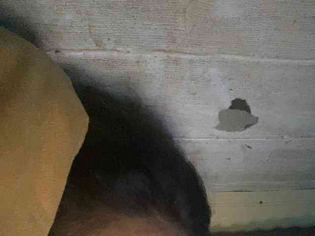 Rainie webcam