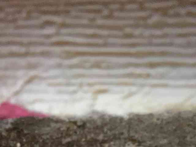 Rainie webcam