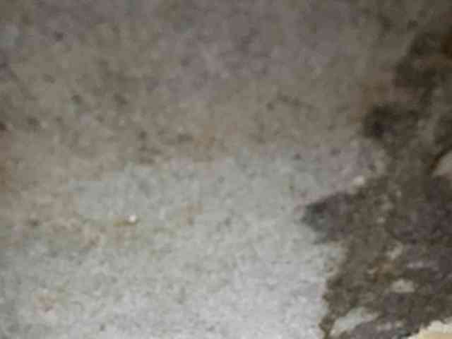 Rainie webcam